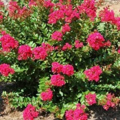 Fast Growing Trees Strawberry Dazzle® Dwarf Crape Myrtle