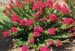 Fast Growing Trees Strawberry Dazzle® Dwarf Crape Myrtle