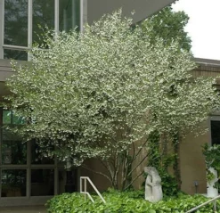 Fast Growing Trees Japanese Snowbell Tree