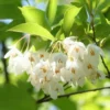 Fast Growing Trees Japanese Snowbell Tree