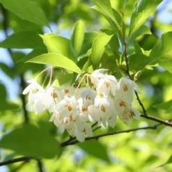 Fast Growing Trees Japanese Snowbell Tree