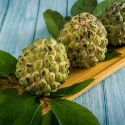 Fast Growing Trees See All Fruit Trees Sugar Apple Tree (Sweetsop Tree)