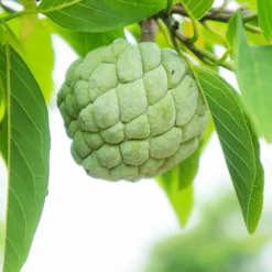 Fast Growing Trees See All Fruit Trees Sugar Apple Tree (Sweetsop Tree)