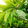 Fast Growing Trees See All Fruit Trees Sugar Apple Tree (Sweetsop Tree) 2 Fast Growing Trees See All Fruit Trees Sugar Apple Tree (Sweetsop Tree)