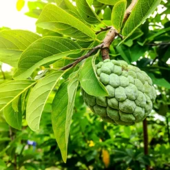 Fast Growing Trees See All Fruit Trees Sugar Apple Tree (Sweetsop Tree)