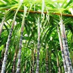 Fast Growing Trees Sugar Cane