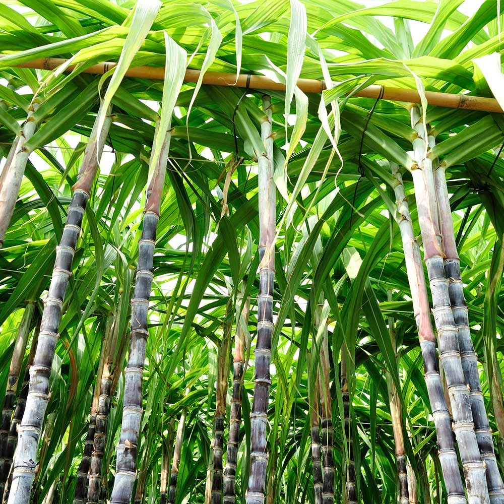 Fast Growing Trees Sugar Cane 4 Fast Growing Trees Sugar Cane