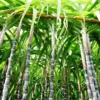 Fast Growing Trees Sugar Cane