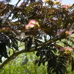 Fast Growing Trees Summer Chocolate Mimosa Tree