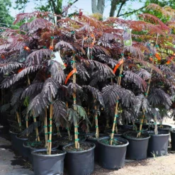 Fast Growing Trees Summer Chocolate Mimosa Tree