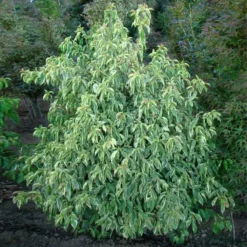 Fast Growing Trees Summer Splash™ Dogwood Tree