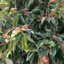 Fast Growing Trees Summer Splash™ Dogwood Tree