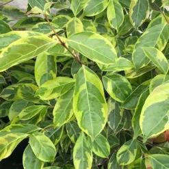 Fast Growing Trees Summer Splash™ Dogwood Tree