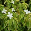 Fast Growing Trees Summer Splash™ Dogwood Tree