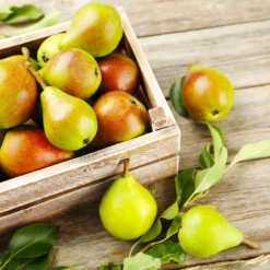 Fast Growing Trees Summercrisp Pear Tree Pear Trees