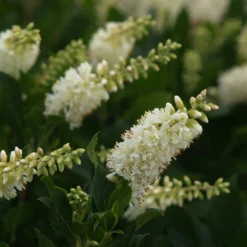 Fast Growing Trees See All Shrubs & Hedges Summersweet Clethra Shrub 7 Fast Growing Trees See All Shrubs & Hedges Summersweet Clethra Shrub
