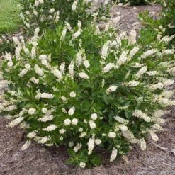 Fast Growing Trees See All Shrubs & Hedges Summersweet Clethra Shrub 6 Fast Growing Trees See All Shrubs & Hedges Summersweet Clethra Shrub