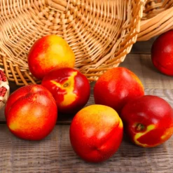 Fast Growing Trees Shop Indoor & Patio Fruit Sunglo Nectarine Tree 8 Fast Growing Trees Shop Indoor & Patio Fruit Sunglo Nectarine Tree