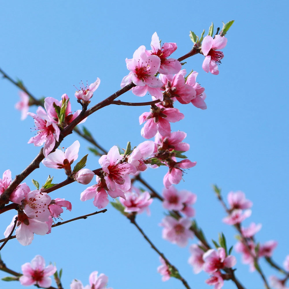 Fast Growing Trees Shop Indoor & Patio Fruit Sunglo Nectarine Tree 6 Fast Growing Trees Shop Indoor & Patio Fruit Sunglo Nectarine Tree