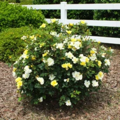 Fast Growing Trees Roses Sunny Knock Out® Rose