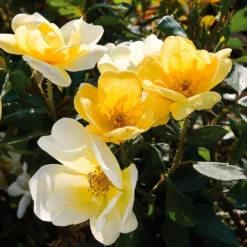 Fast Growing Trees Roses Sunny Knock Out® Rose