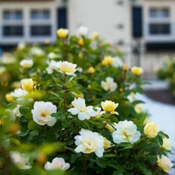 Fast Growing Trees Roses Sunny Knock Out® Rose