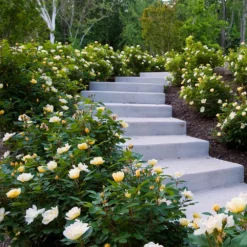 Fast Growing Trees Roses Sunny Knock Out® Rose