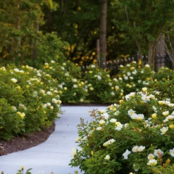 Fast Growing Trees Roses Sunny Knock Out® Rose