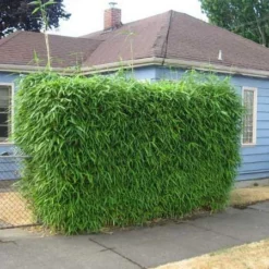 Fast Growing Trees Bamboo Trees Sunset Glow Bamboo