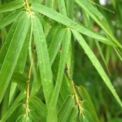 Fast Growing Trees Bamboo Trees Sunset Glow Bamboo