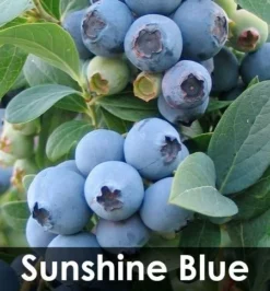 Fast Growing Trees 3-in-1 Blueberry Bush (Northern Highbush) Blueberry Bushes