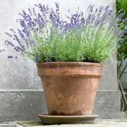 Fast Growing Trees SuperBlue Lavender See All Shrubs & Hedges