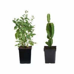 Fast Growing Trees Healthy Superfoods Kit