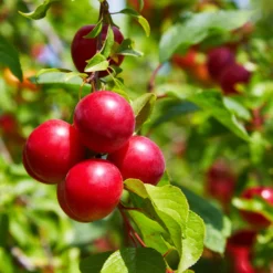 Fast Growing Trees Superior Plum Tree Plum Trees