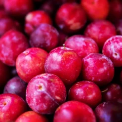 Fast Growing Trees Superior Plum Tree Plum Trees