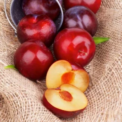 Fast Growing Trees Superior Plum Tree Plum Trees