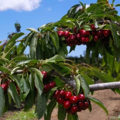 Fast Growing Trees 3-in-1 Cherry Surprise Tree