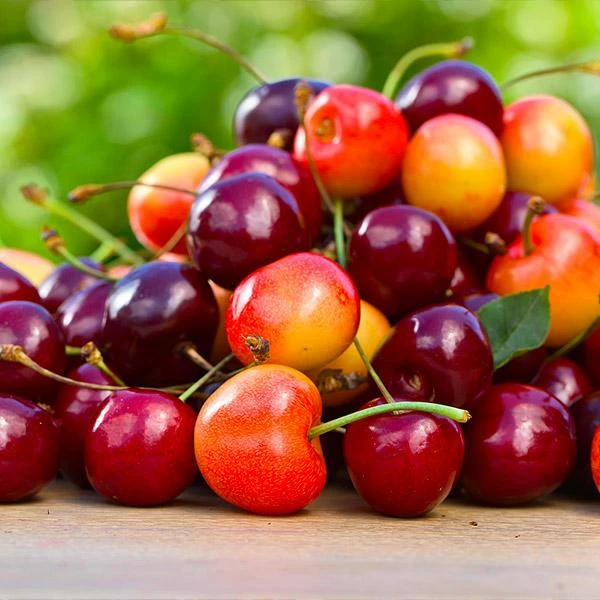 Fast Growing Trees 4-in-1 Cherry Surprise Tree Cherry Trees 3 Fast Growing Trees 4-in-1 Cherry Surprise Tree Cherry Trees
