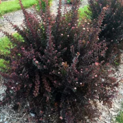 Fast Growing Trees Sweet Cherry Tea Ninebark White Flowers