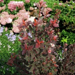 Fast Growing Trees Sweet Cherry Tea Ninebark White Flowers