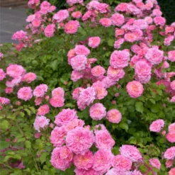 Fast Growing Trees Sweet Drift® Rose