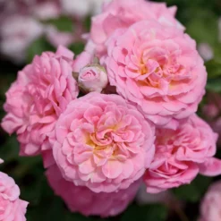 Fast Growing Trees Sweet Drift® Rose