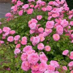 Fast Growing Trees Sweet Drift® Rose