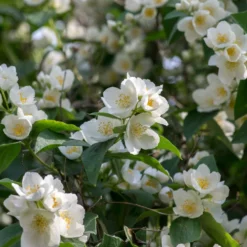 Fast Growing Trees See All Shrubs & Hedges Sweet Mock Orange Shrub
