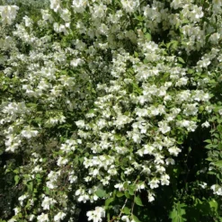 Fast Growing Trees See All Shrubs & Hedges Sweet Mock Orange Shrub
