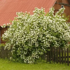 Fast Growing Trees See All Shrubs & Hedges Sweet Mock Orange Shrub