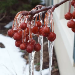 Fast Growing Trees Sweet Sugar Tyme® Crabapple 9 Fast Growing Trees Sweet Sugar Tyme® Crabapple