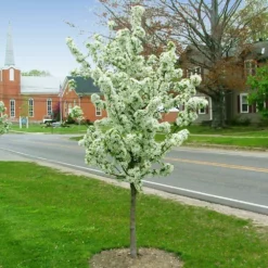 Fast Growing Trees Sweet Sugar Tyme® Crabapple