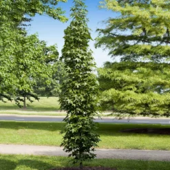 Fast Growing Trees See All Shade Trees Slender Silhouette Sweetgum Tree