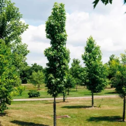Fast Growing Trees See All Shade Trees Slender Silhouette Sweetgum Tree